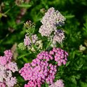 Achillea millefolium 'Summerwine'